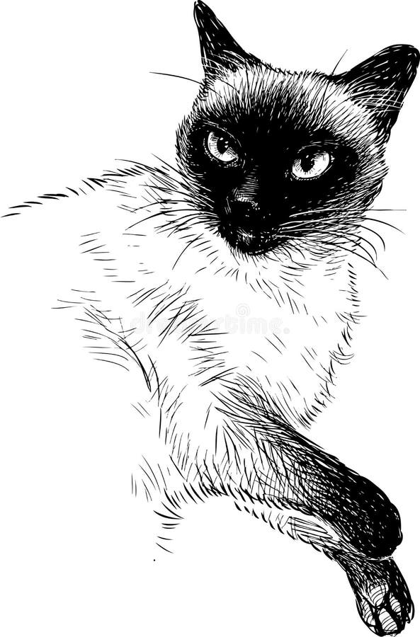 A sketch of a siamese cat stock vector. Illustration of animal - 136956498