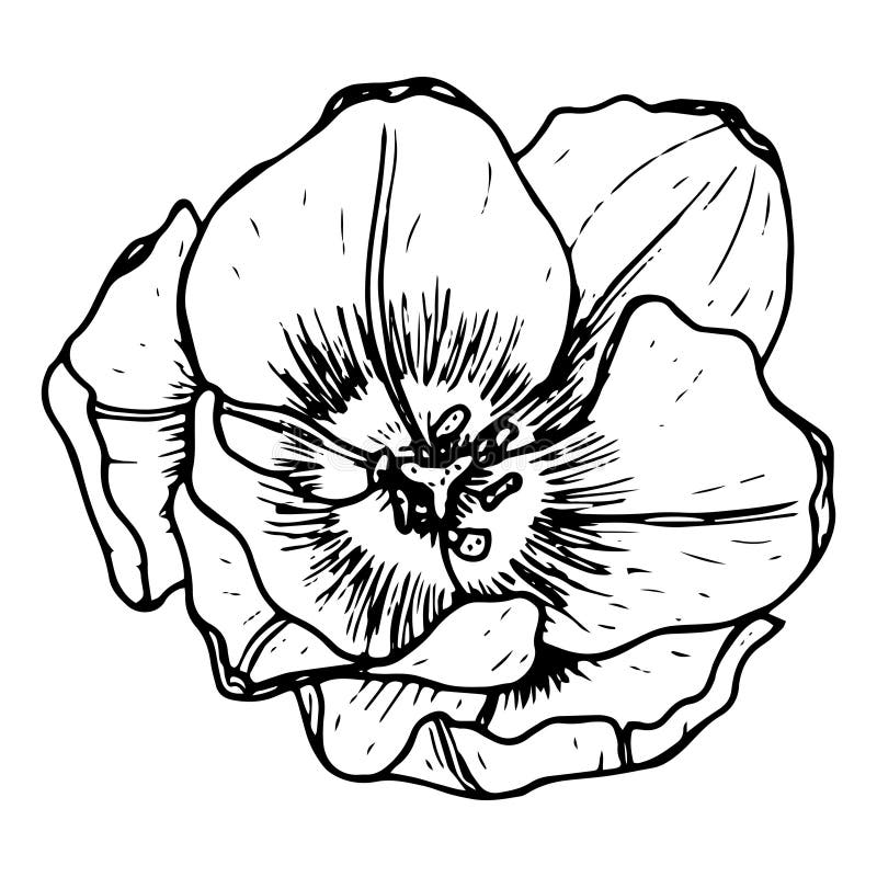 Sketch of a tulip or poppy bud. Drawn by hand. Blooming, blossoming flower. Black and white vector illustration in doodle style.