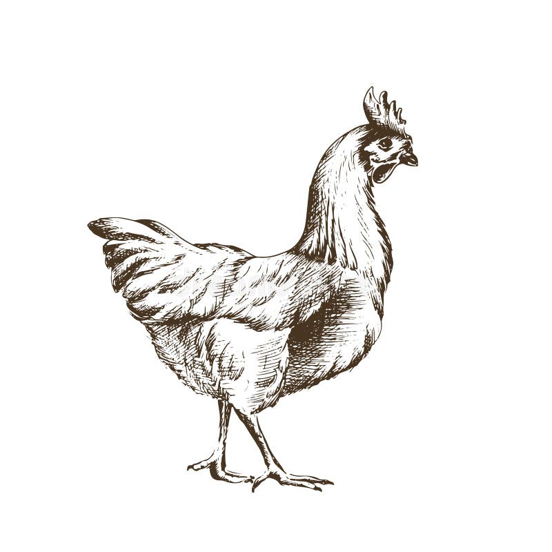 Vector Sketch Hand Drawn Chicken Isolated Stock Vector - Illustration of  broiler, elegant: 100586239