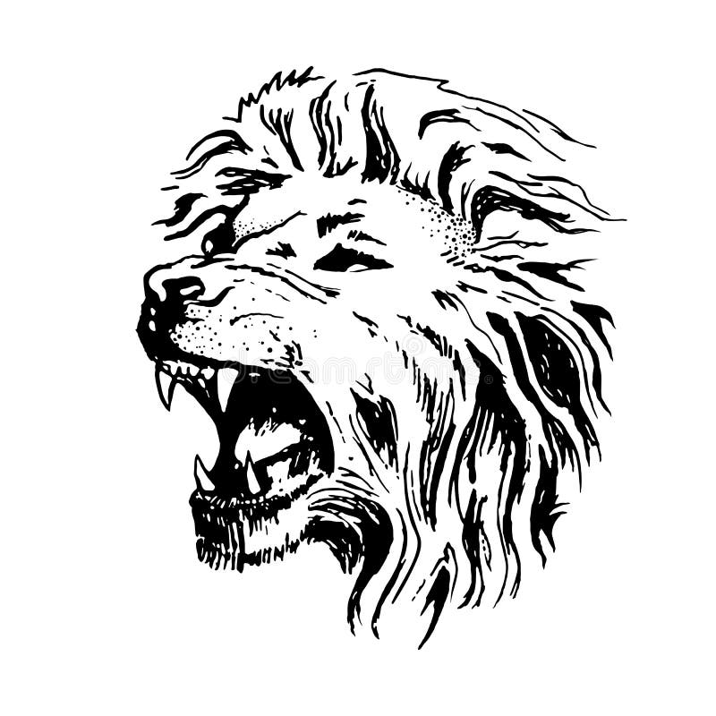 Sketch Vector Lion Head Open Mouth Grin Stock Vector ...