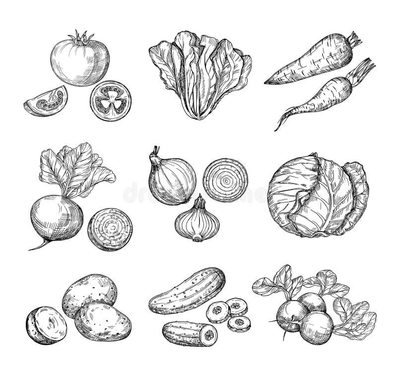 Sketch vegetables. Fresh tomato, cucumber and carrots, potatoes. Hand drawn onions, radish and cabbage. Garden vegetable