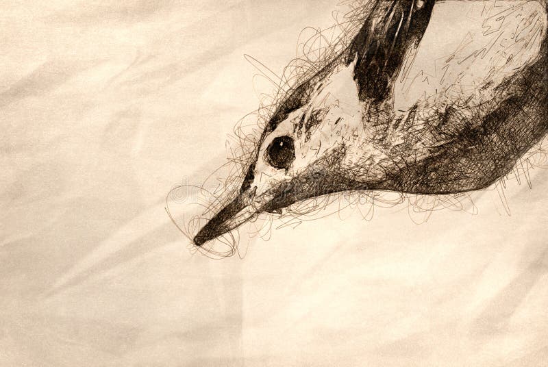 Sketch of the White-Breasted Nuthatch Close Profile royalty free illustration