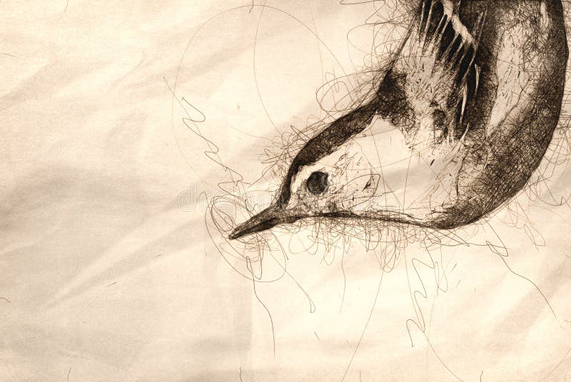 Sketch of a White-Breasted Nuthatch Profile vector illustration