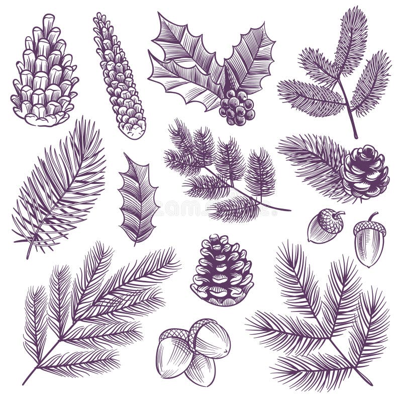 Sketch xmas branch set. Retro christmas holly and evergreen spruce pine, fir leaves with winter pine cones vector