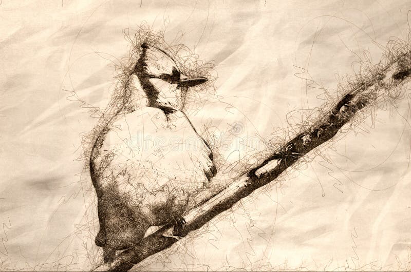 Sketch of a Young Blue Jay All Puffed Up vector illustration