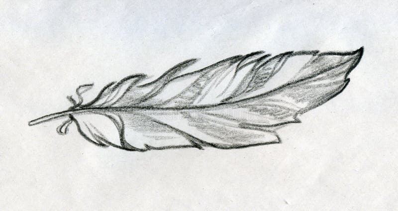 Sketched feather stock illustration. Illustration of pencil - 43005771