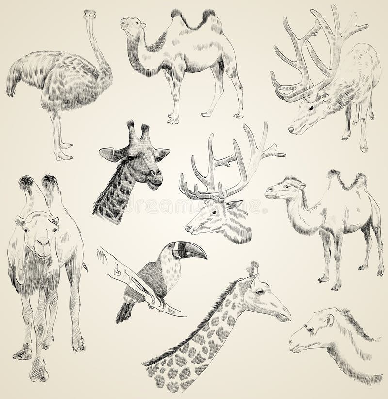 Free Vector  Hand drawn wild animals