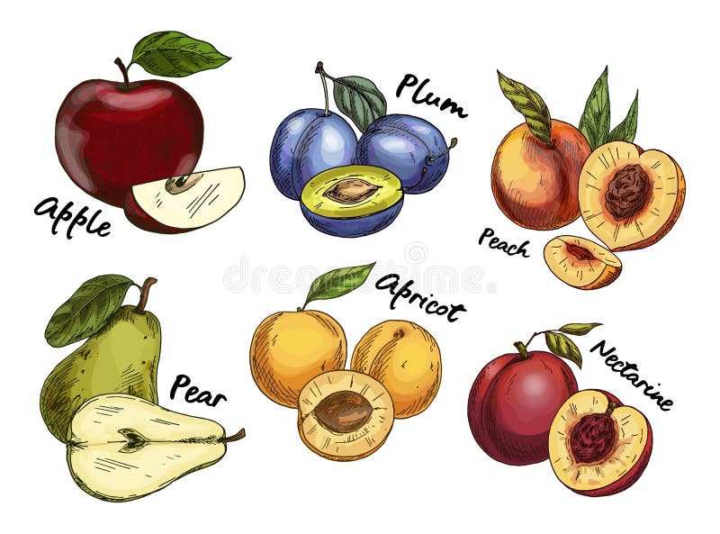 Sketches of apple and pear, plum, apricot fruits