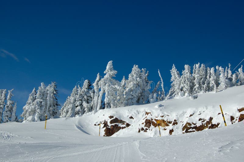 Ski slope in the snow forest