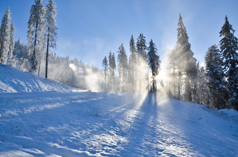 Ski slope with snow and sunshine through the trees