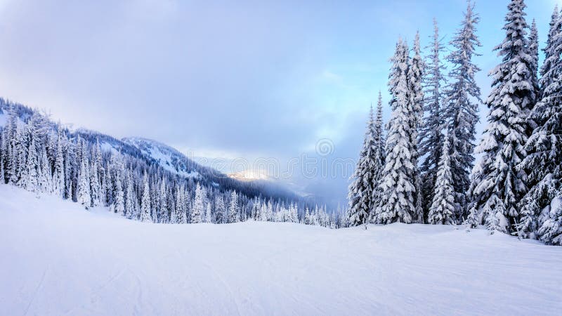 Ski Slopes and a Winter Landscape with Snow Covered Trees on the Ski Hills near the village of Sun Peaks