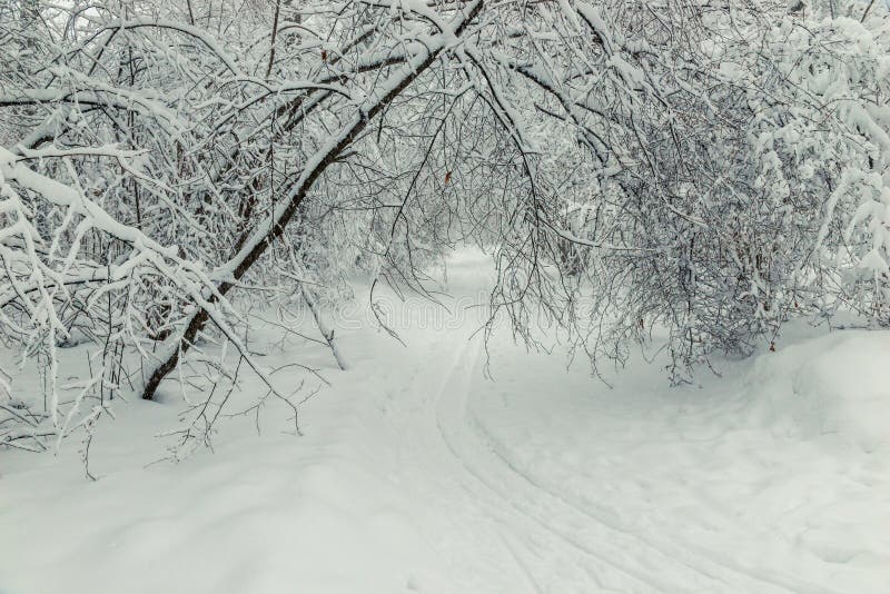 Ski Track in the Snow in the Winter Forest, Snowcovered Beautiful