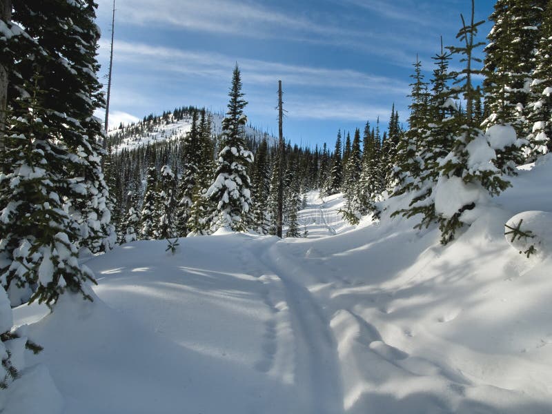 Ski tracks along a forest service road stock images Ski tracks along a forest service road stock images
