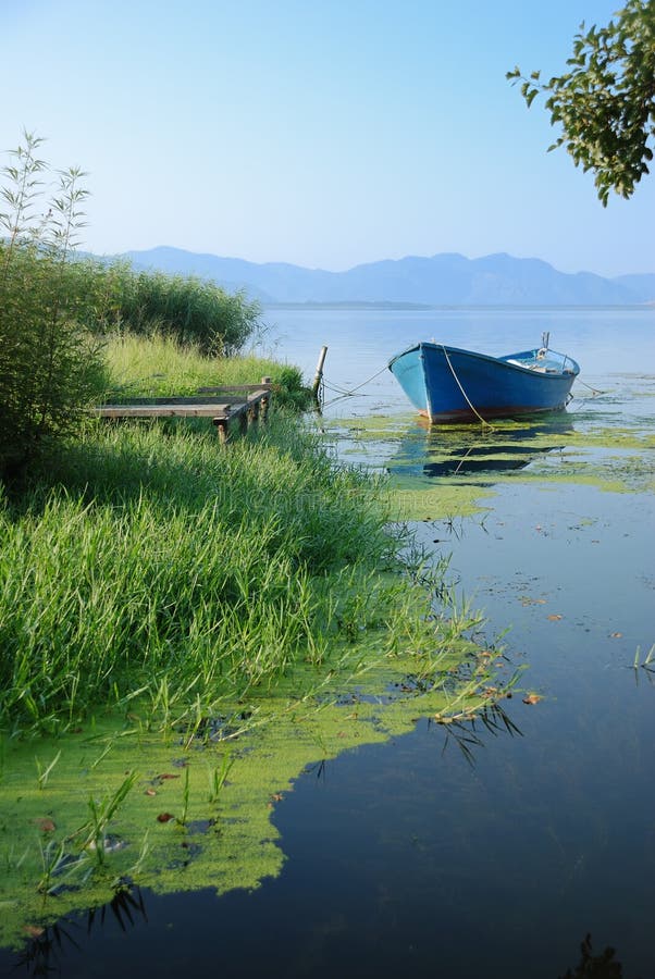 Cattails stock photo. Image of wetland, brown, plant, marsh 5799000