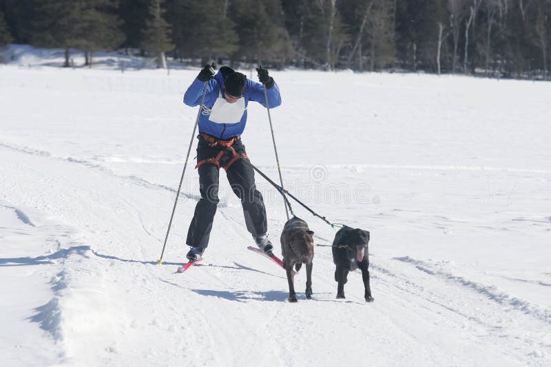 Skiing with dogs stock image. Image of working, cross 2099069