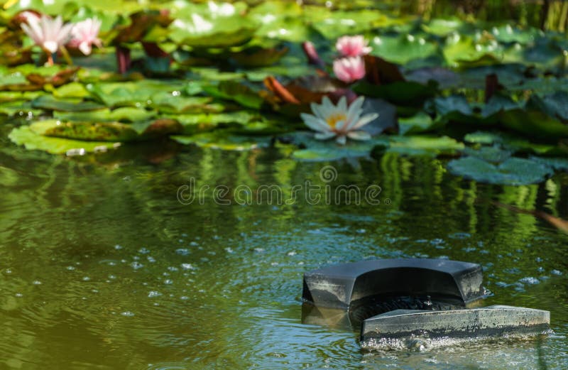 Skimmer floats on surface of water in pond. Close-up. Beautiful and clean pond with blurred water lilies on background. Skimmer