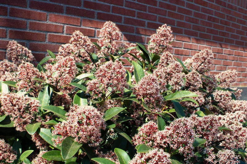 pix Japonica Bush Photos dreamstime com