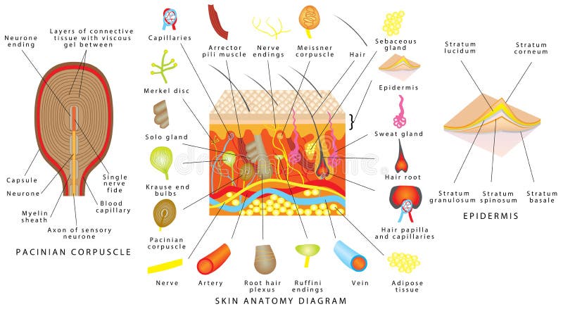 Skin Structure Chart