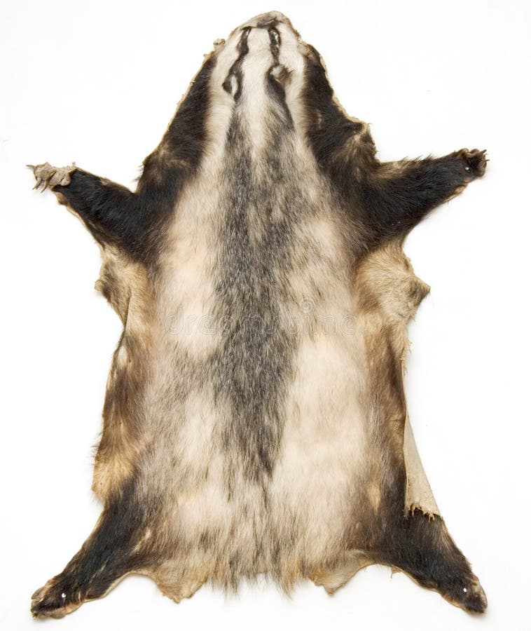 Skin of an animal stock photo. Image of hunting, badger - 98166