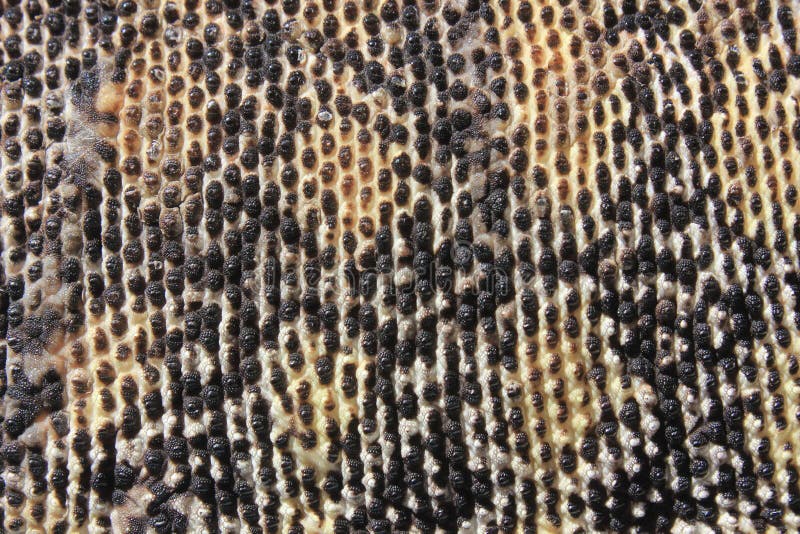 Skin of Australian Sand Monitor (Varanus gouldii)
