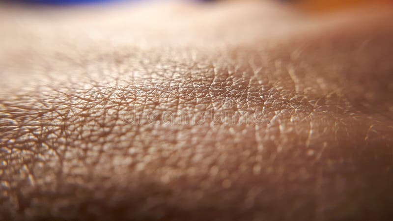 The Layers of the Integumentary System Integumentary system, Skin tissue, Human