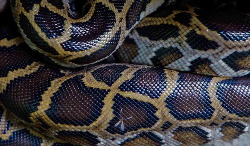 Skin of Burmese python,Python bivittatus,IUCN Red List Data Vulnerable , with copy space , focus only Skin
