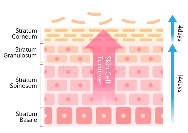 Skin cell turnover diagram illustration. Skin care and beauty concept