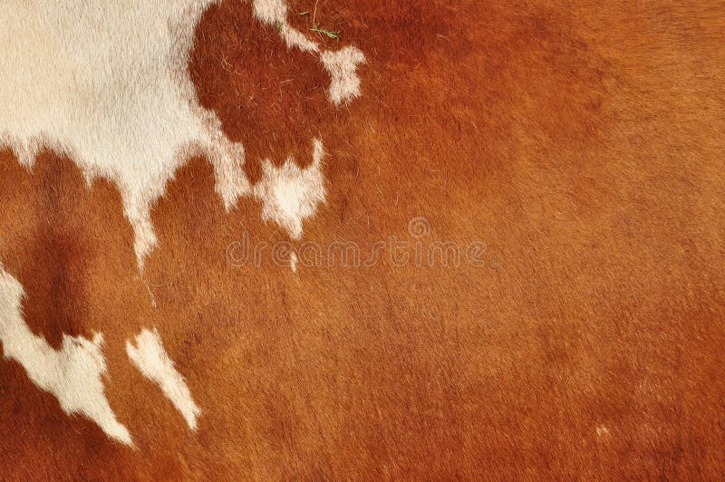 Skin of a cow