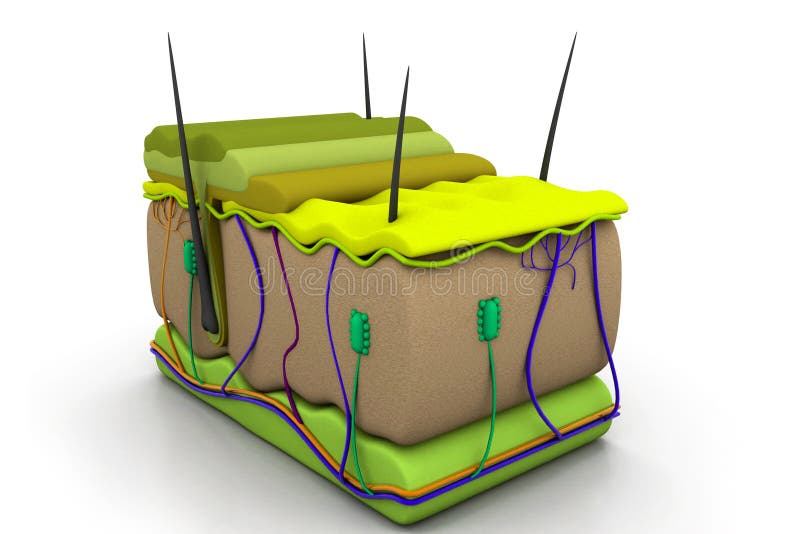 Skin cross section royalty free illustration