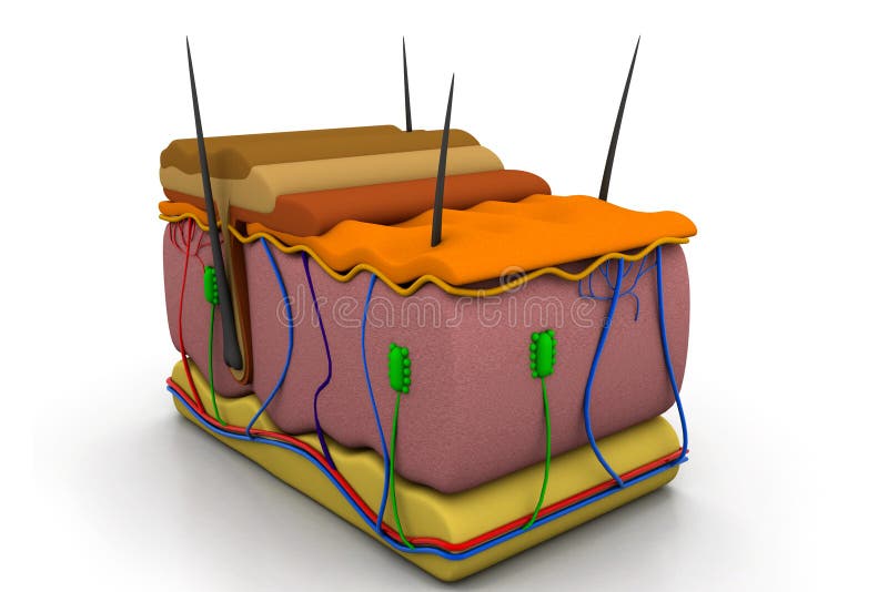 Skin cross section royalty free illustration