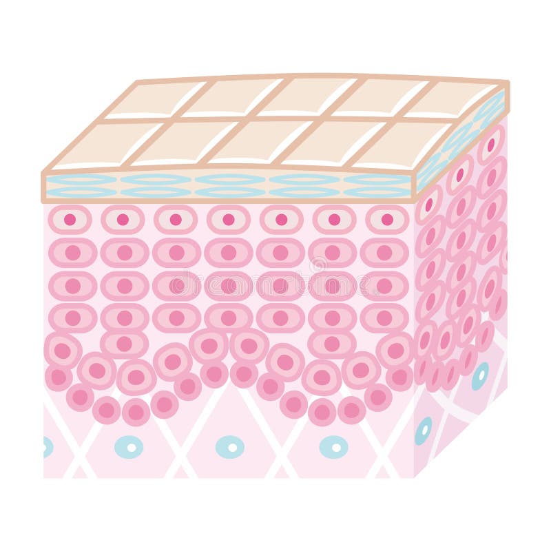 Skin Cross Section -Good condition royalty free illustration