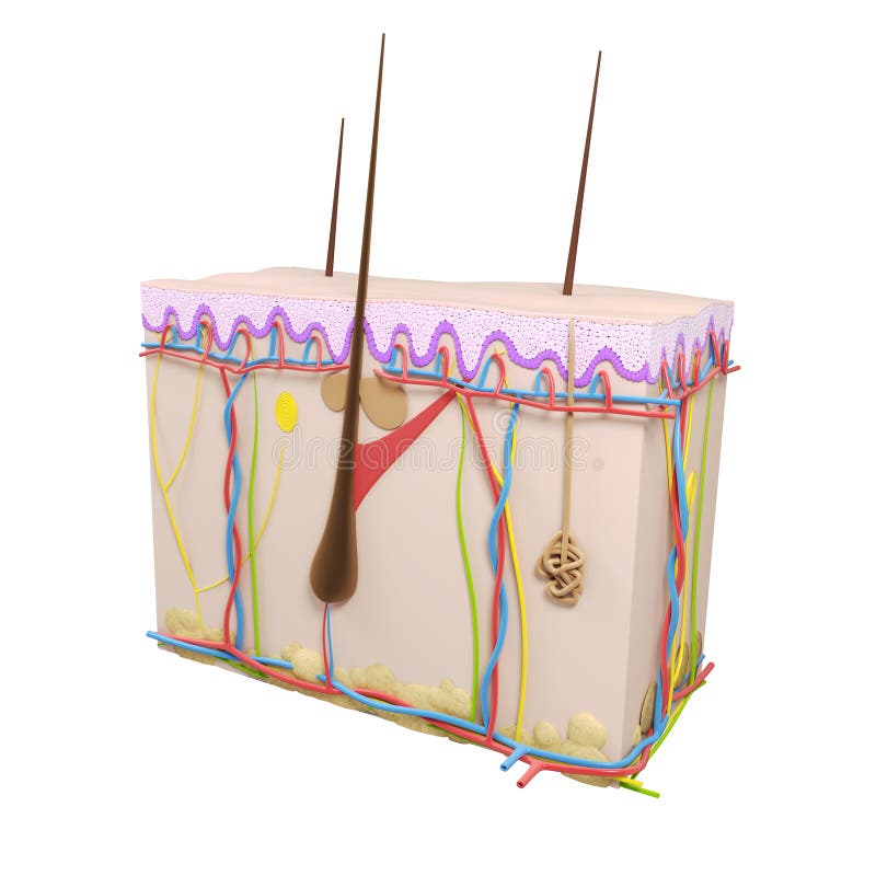 Skin cross-section stock illustration