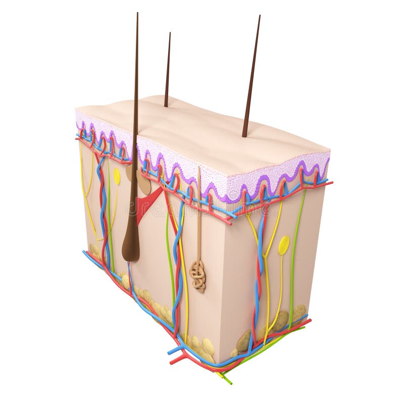 Skin cross-section royalty free illustration