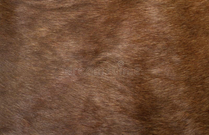 Skin of a deer, background