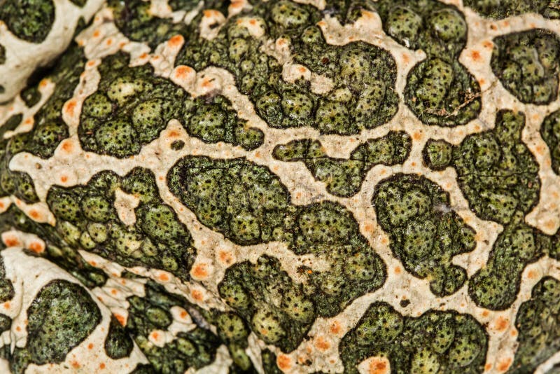 Skin of green toad, spotted natural background. Bumpy toad stock images, royalty-free photos and pictures