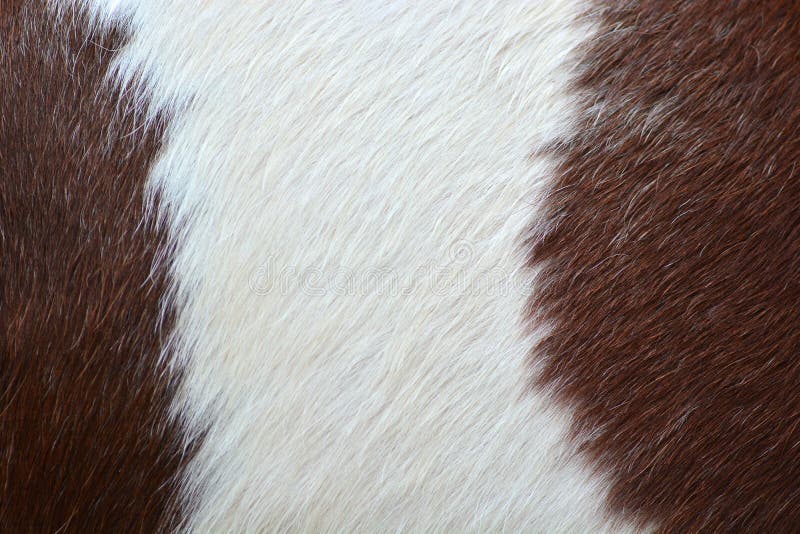 Skin horses stock photo. Image of horse, fauna, nature 38335762