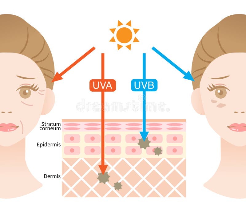 Uvinfographic Illustration of Difference between UVA and UVB Rays. UV