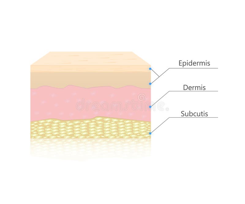 Skin layers vector