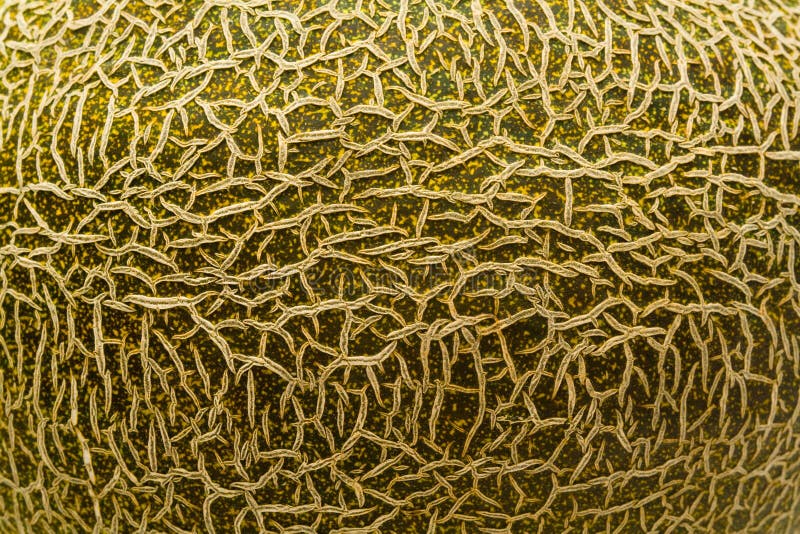 Melon skin stock photo. Image of peel, natural, muskmelon 20557232