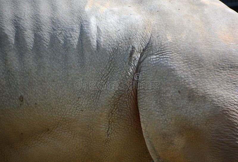 rhinoceros meaning rhinoceros meaning