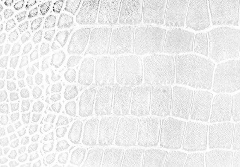 Skin Snake Background White Snake Skin Texture Close-up Stock Photo - Image  of design, exotic: 176192848