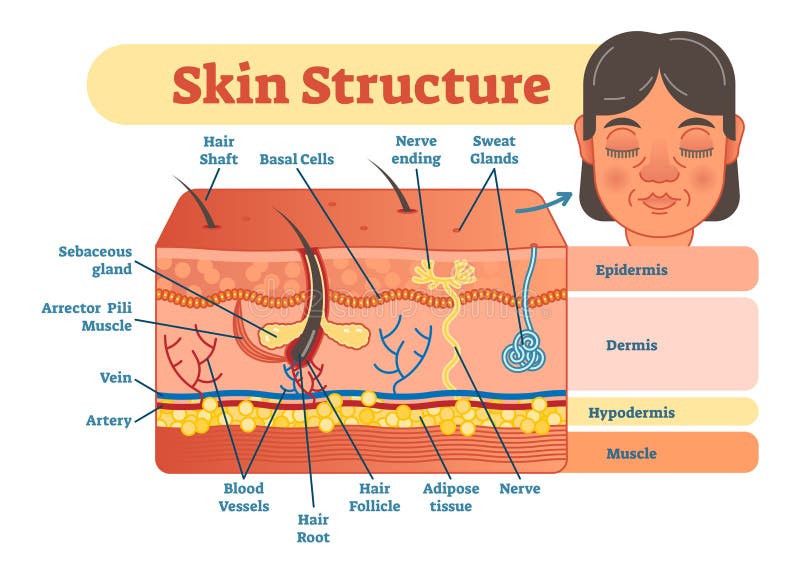 Skin structure vector illustration diagram with skin layers and main elements. Educational medical dermatology information.