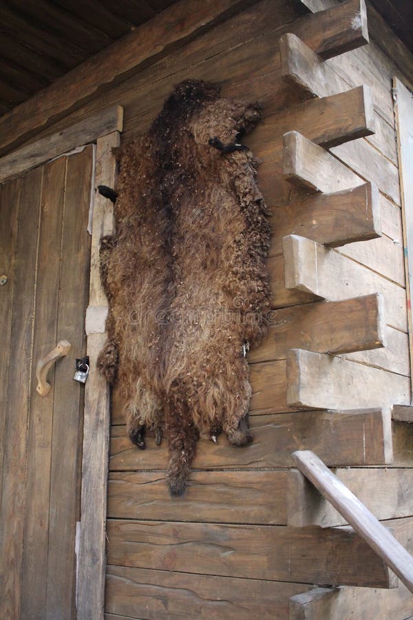 The Skin of a Stuffed Bear on the Wall of a Wooden House in the Forest Hunters with an Animal Stock Photo - Image of architecture, wildlife: 210651554 The Skin of a Stuffed Bear on the Wall of a Wooden House in the Forest Hunters with an Animal Stock Photo - Image of architecture, wildlife: 210651554