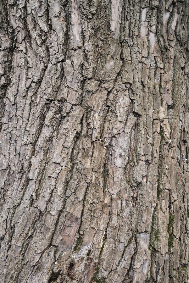 Skin Of Tree Stock Photo Image 49174036