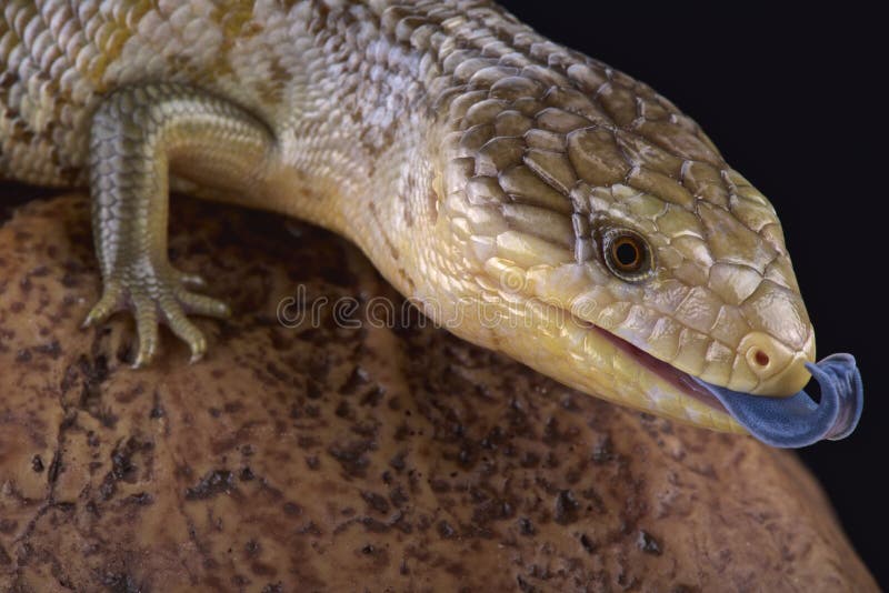 Skink della lingua blu di Tanimbar (chimaerea degli scincoides di Tiliqua) fotografia stock libera da diritti
