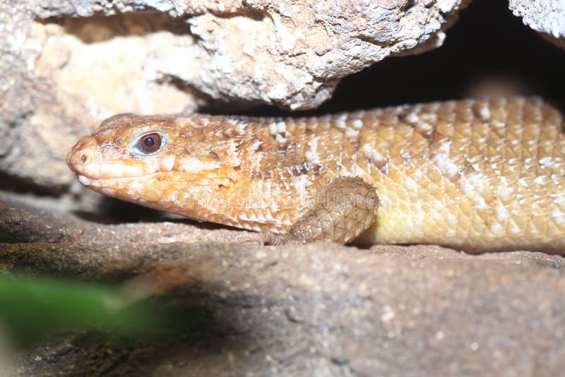 Hosmers Skink Egernia Hosmeri Adulto Parado En Branch Australia Foto de