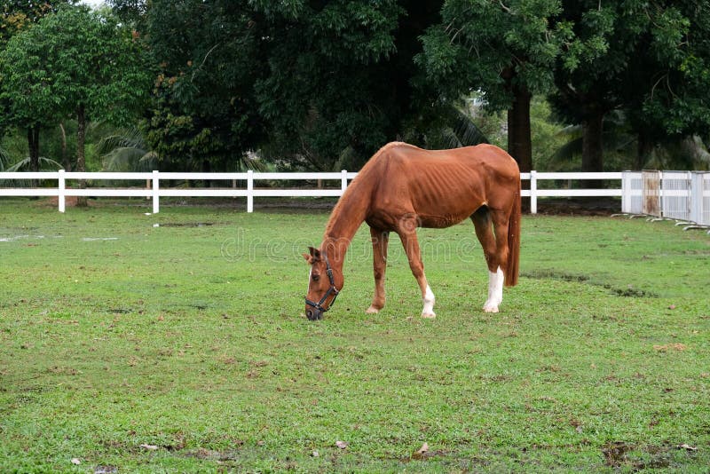238 Horse Skinny Stock Photos Free & RoyaltyFree Stock Photos from