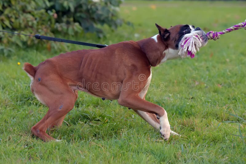 Why Does My Boxer Look So Skinny