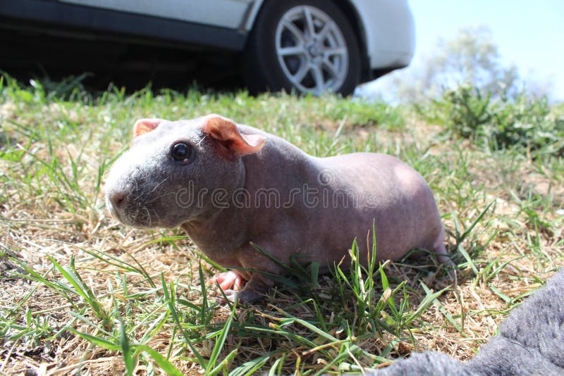 Pigmodel Photos Free Royalty Free Stock Photos From Dreamstime