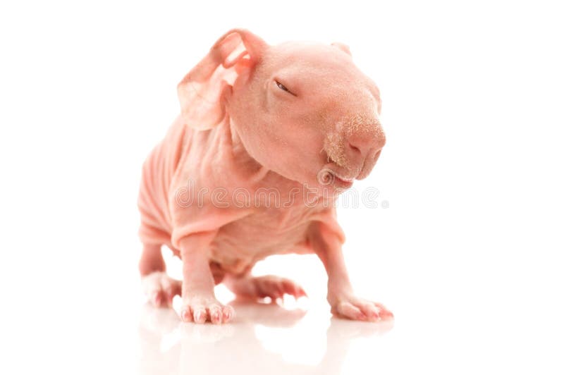 Skinny guinea pigs. smile